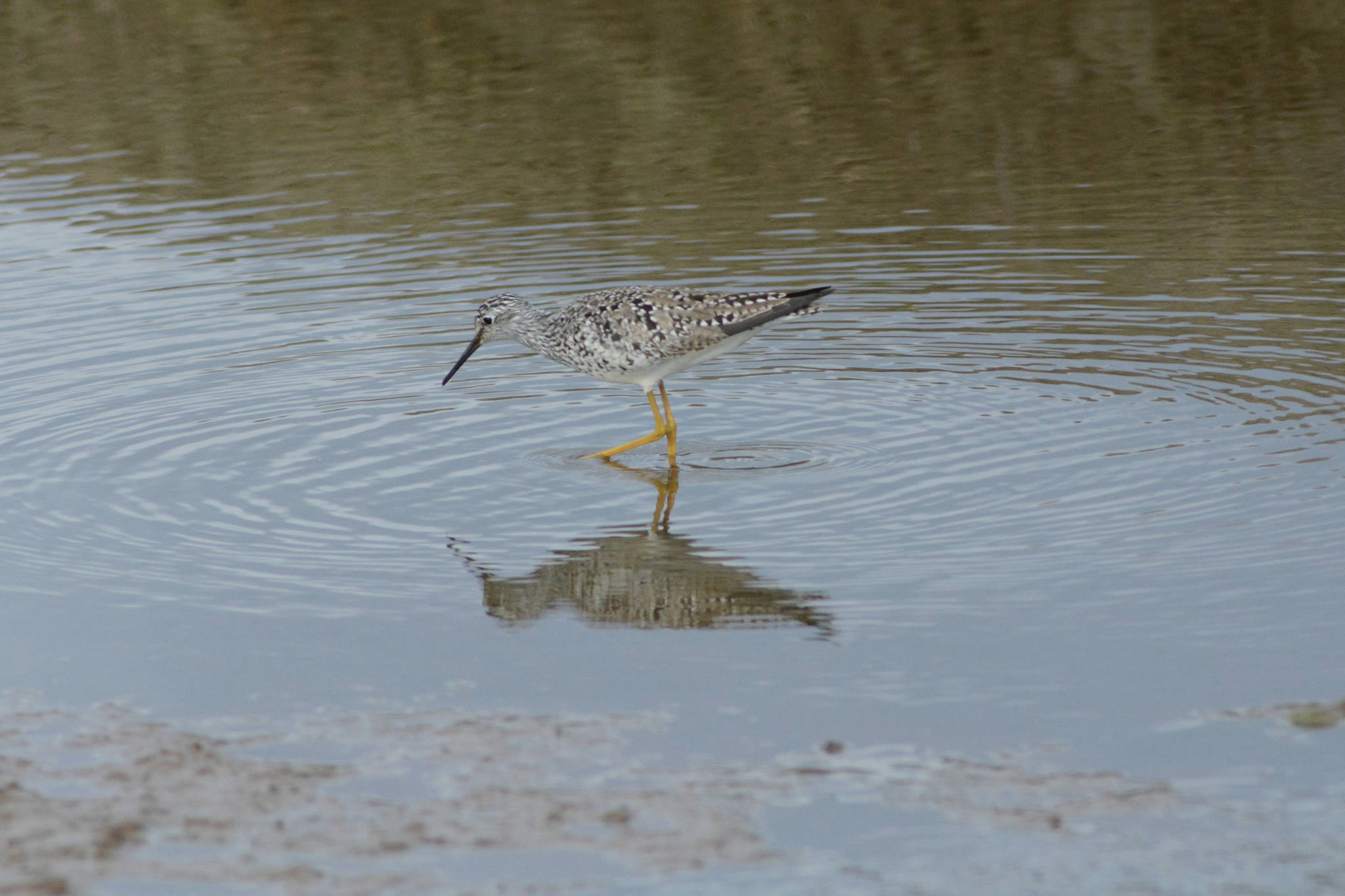 A lesser yellowlegs feeds in Beluga Slough on Sunday, May 9, 2021, in Homer, Alaska. (Photo by Michael Armstrong/Homer News)