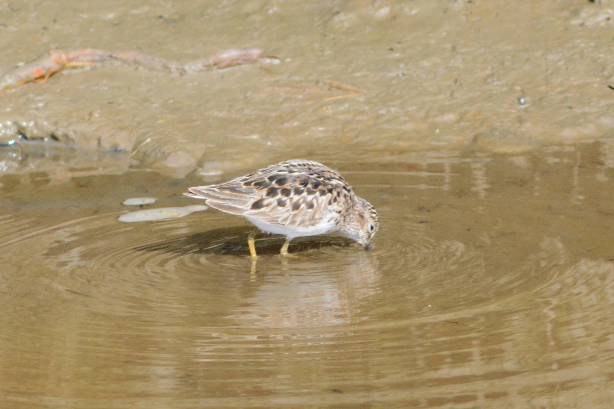 A least sandpiper feeds in Beluga Slough on Sunday, May 9, 2021, in Homer, Alaska. (Photo by Michael Armstrong/Homer News)