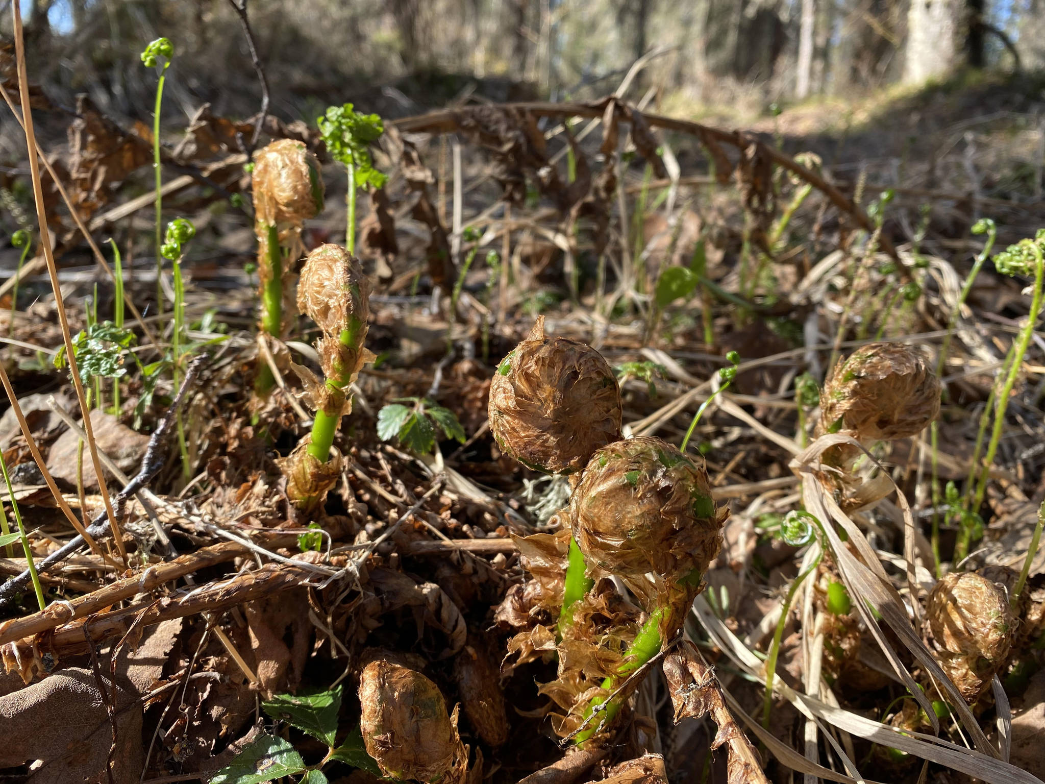 Springtime fiddleheads shoots grow in Nikiski, Alaska, on Sunday, May 23, 2021. (Tressa Dale/Peninsula Clarion)