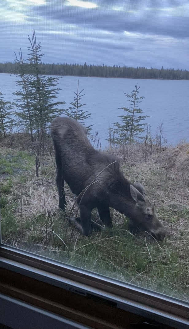 A moose grazes on fresh greens on Thursday, May 20, 2021 in Nikiski, Alaska. (Tressa Dale/Peninsula Clarion)