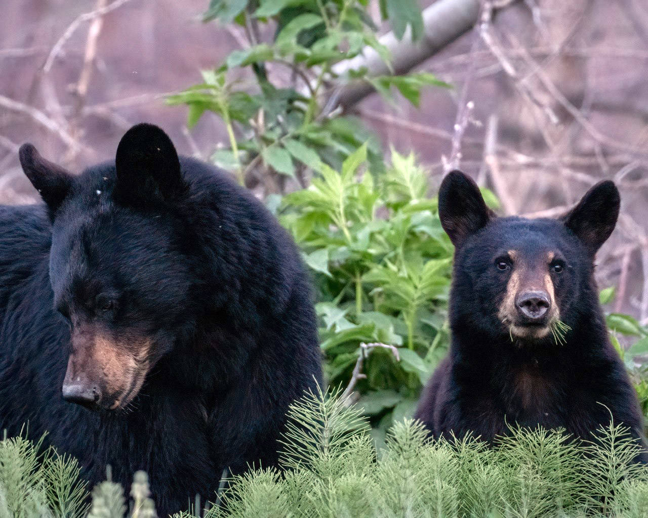 A young bear grazes on roadside horsetails off Skilak Lake Road. (Colin Canterbury/USFWS)