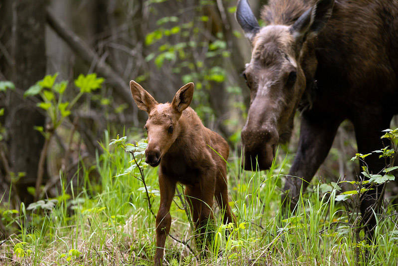 A newborn moose calf wanders in the forest under mom’s watchful eye. (Lisa Hupp/USFWS)