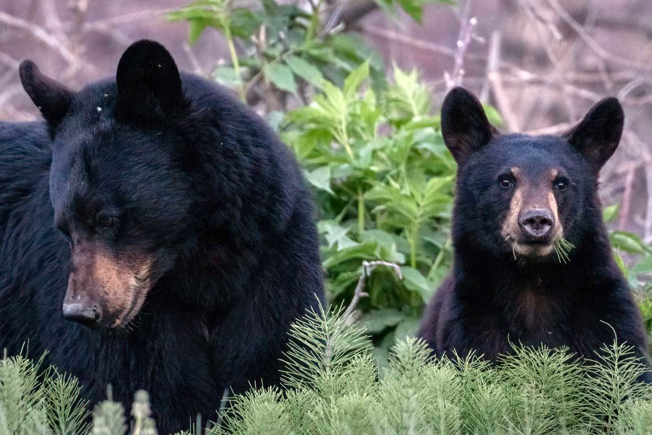 A young bear grazes on roadside horsetails off Skilak Lake Road. (Colin Canterbury/USFWS)