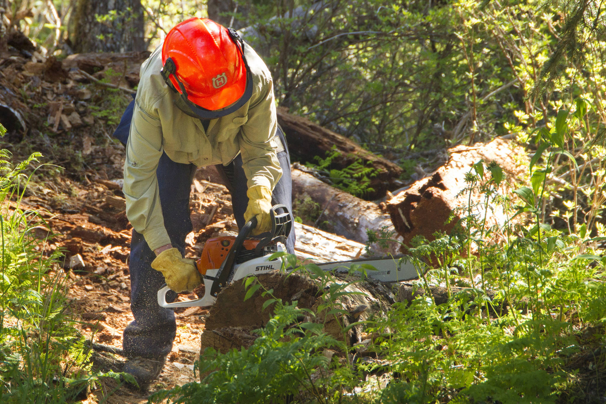 Kris Holderied cuts up a fallen log on the South Eldred Trail during National Trails Day. (Photo by Sarah Knapp/Homer News)