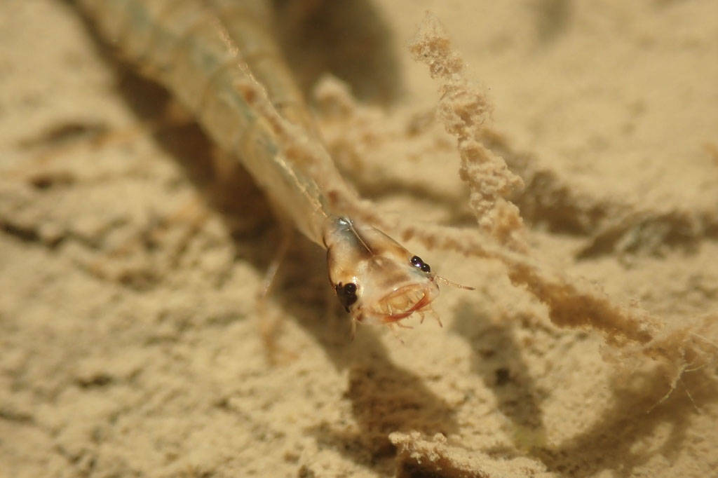 A Dytiscidae larva (water tiger) spotted in a pond adjacent to the pipeline corridor within the Kenai Wildlife Refuge in June 2020 (USFWS/Matt Bowser)