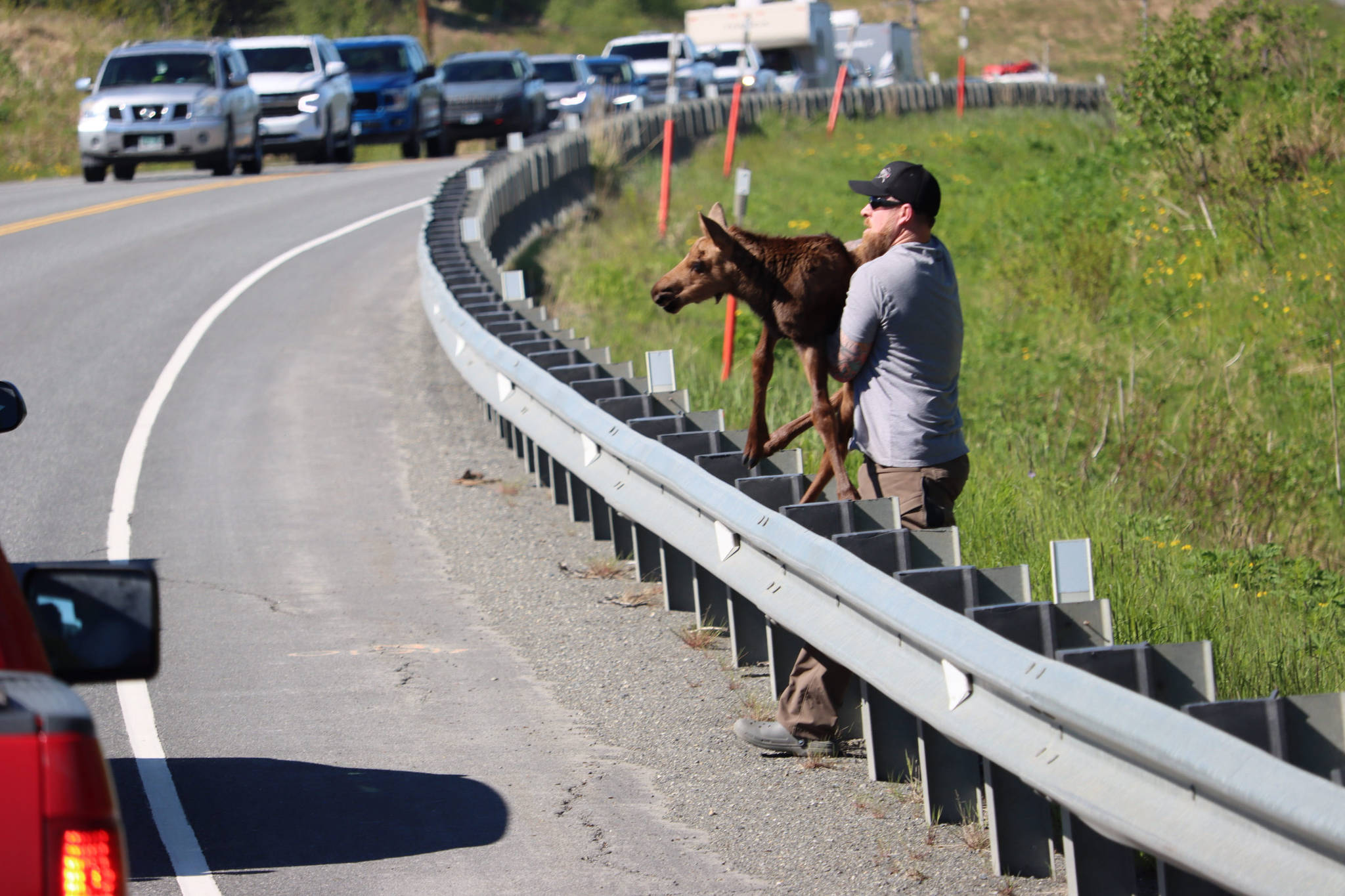 Anchorage man Joe Tate lifts a moose calf over the railing on the Sterling Highway near Clam Gulch on Sunday, June 6, 2021. (Photo by Andie Bock/courtesy)
