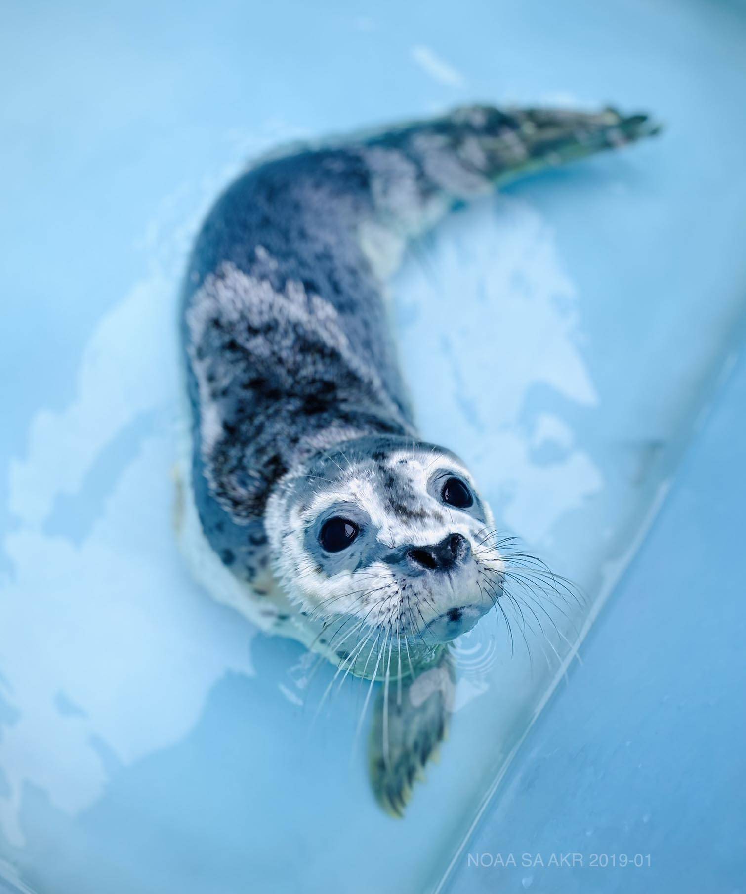 SeaLife Center takes in 4 Southcentral Alaska harbor seals - Alaska Public  Media