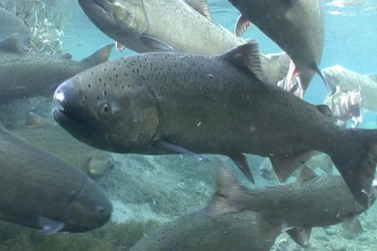 Chinook salmon (Michael Humling/US Fish & Wildlife Service)
Spring Chinook Salmon. Photo courtesy Michael Humling, US Fish & Wildlife Service