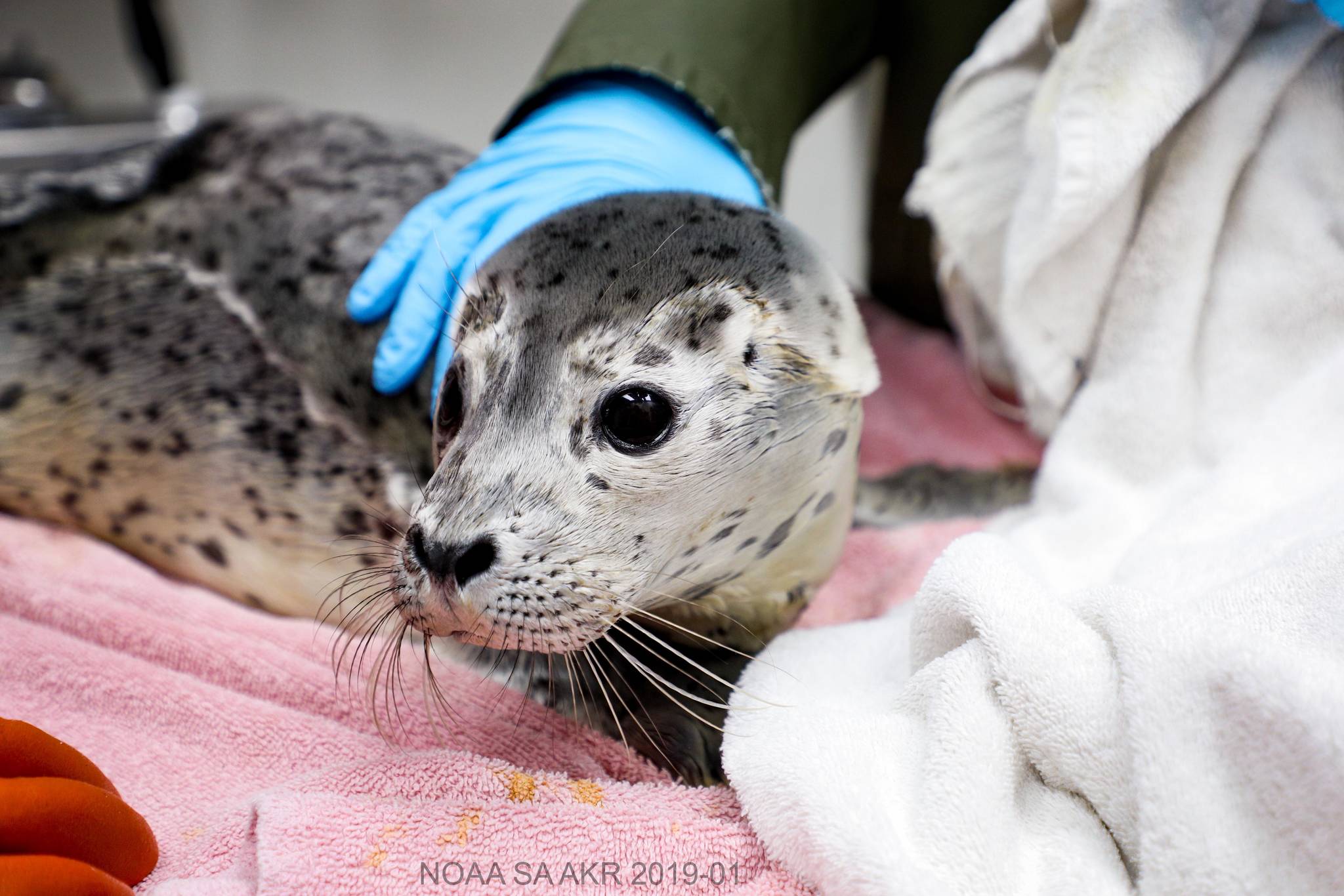 Seward SeaLife Center officials examine a recently admitted harbor seal pup on June 22, 2021. (Kaiti Chritz / Seward SeaLife Center)