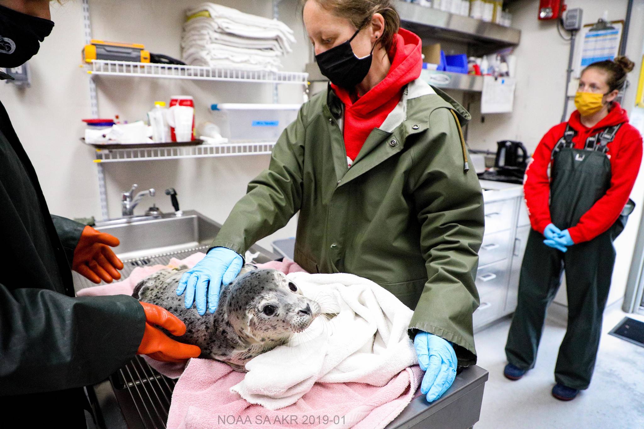 Seward SeaLife Center officials examine a recently admitted harbor seal pup on June 22, 2021. (Kaiti Chritz / Seward SeaLife Center)