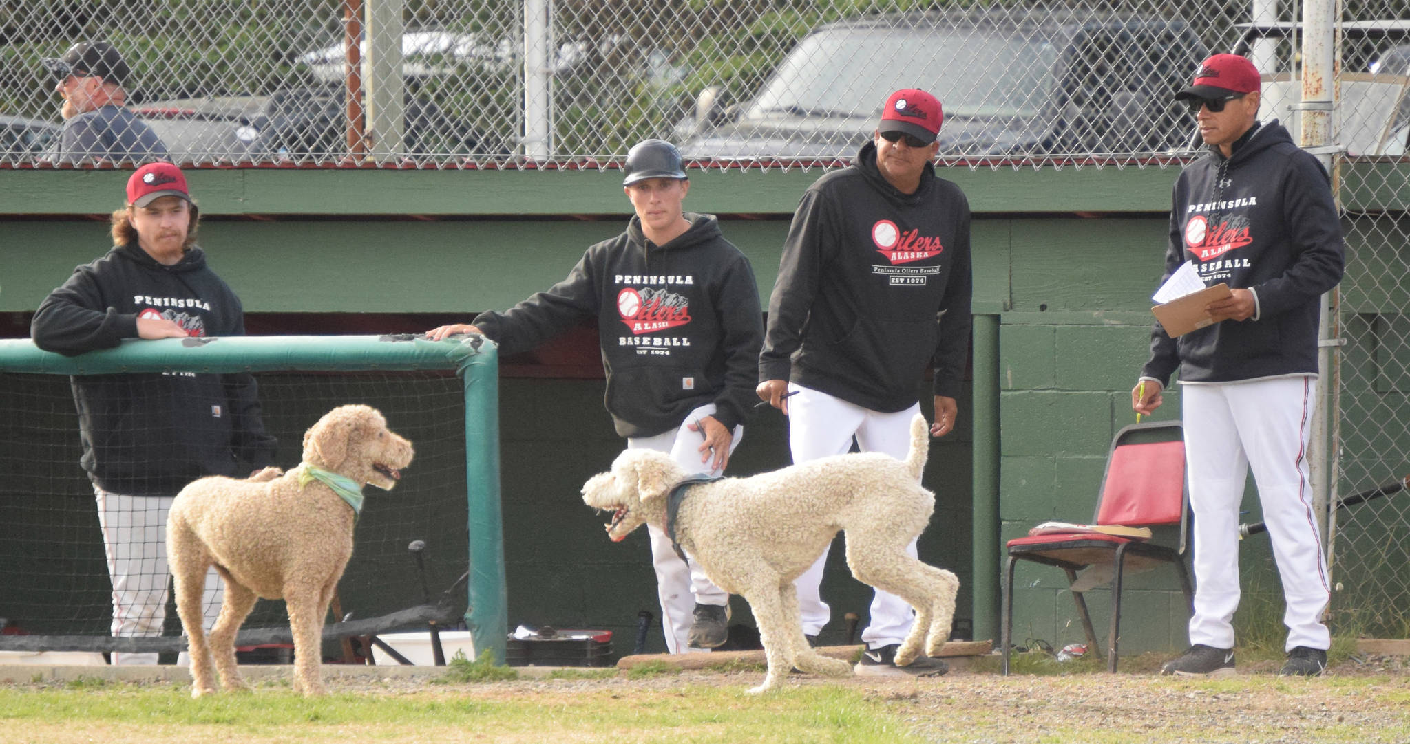 A couple of loose dogs play in front of the dugout of the Peninsula Oilers during the top of the seventh inning Tuesday, June 29, 2021, at Coral Seymour Memorial Park in Kenai, Alaska. The dogs were eventually led to the Oilers bullpen, leading the public address announcer to say, “If you are missing two dogs, please see the Oilers bullpen.” (Photo by Jeff Helminiak/Peninsula Clarion)