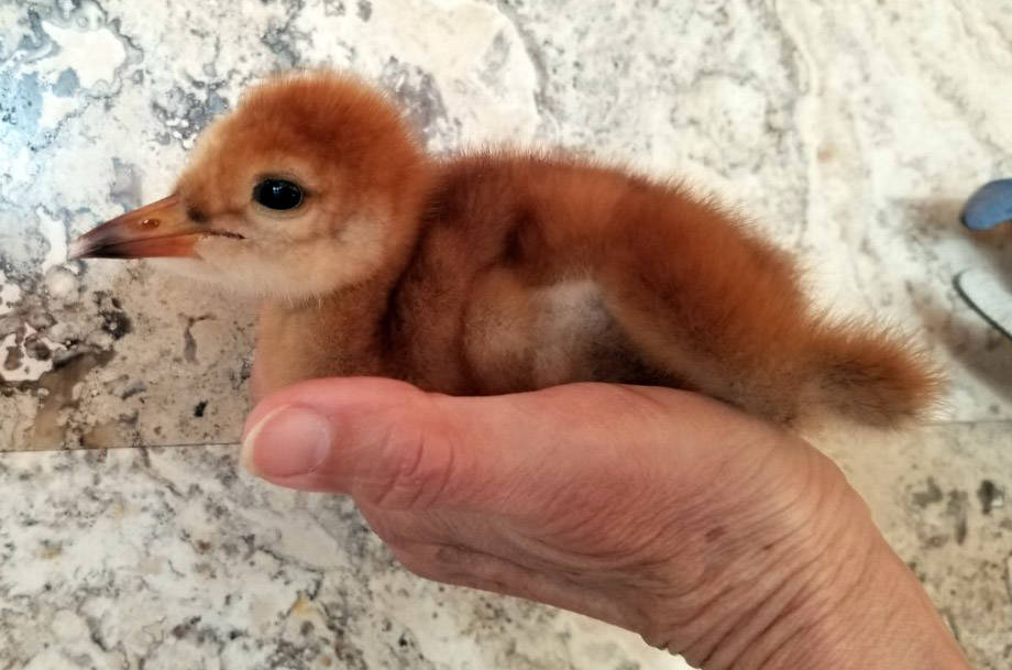 A sandhill crane chick is assessed by federally permitted rehabilitator Marianne Clark. (Photo by Marianne Clark)