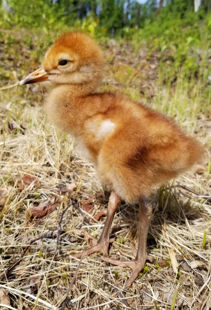 After a few days, the chick is getting stronger and showing promise for a potential successful release. (Photo by Marianne Clark)
