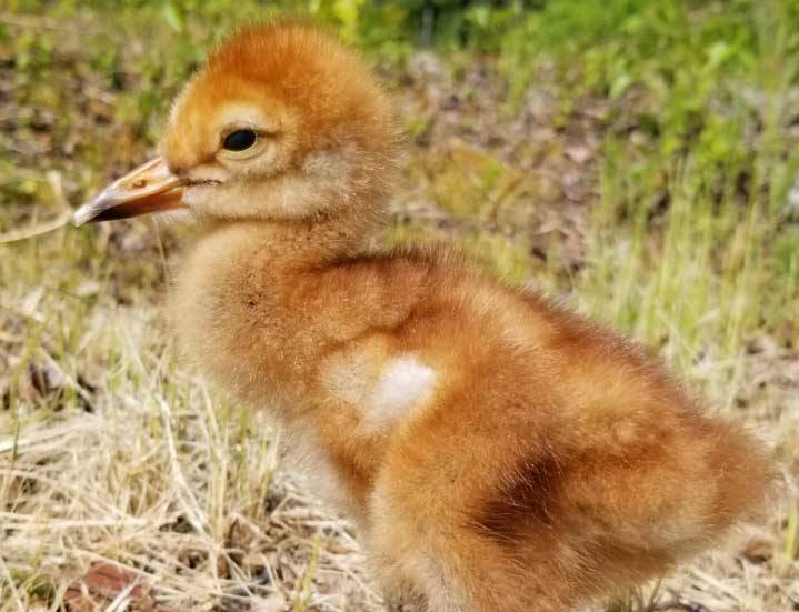 After a few days, the chick is getting stronger and showing promise for a potential successful release. (Photo by Marianne Clark)