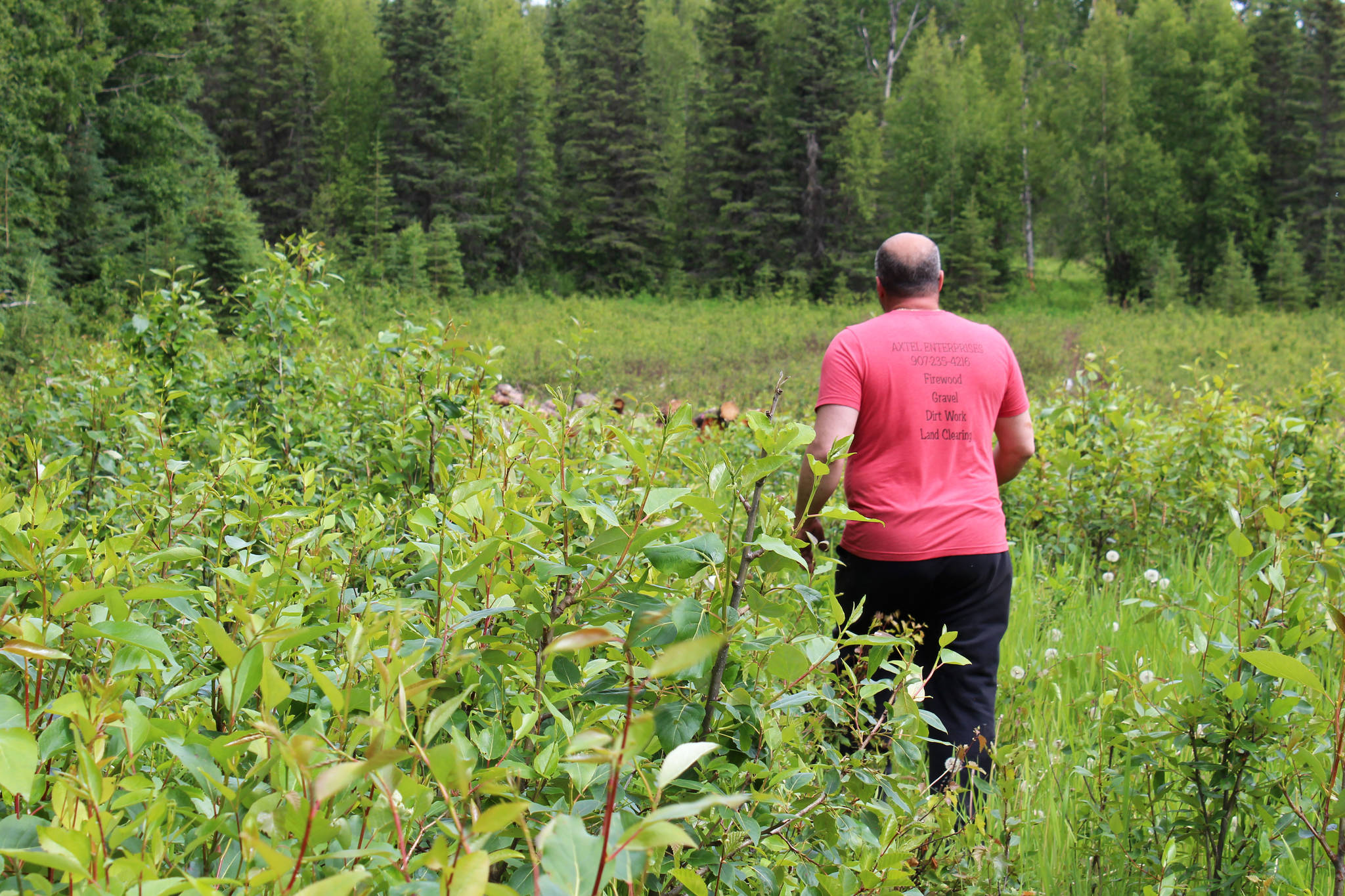 Walt Blauvelt walks toward a pile of logs near the Central Peninsula Landfill on Thursday, July 1, 2021 near Soldotna, Alaska. (Ashlyn O’Hara/Peninsula Clarion)