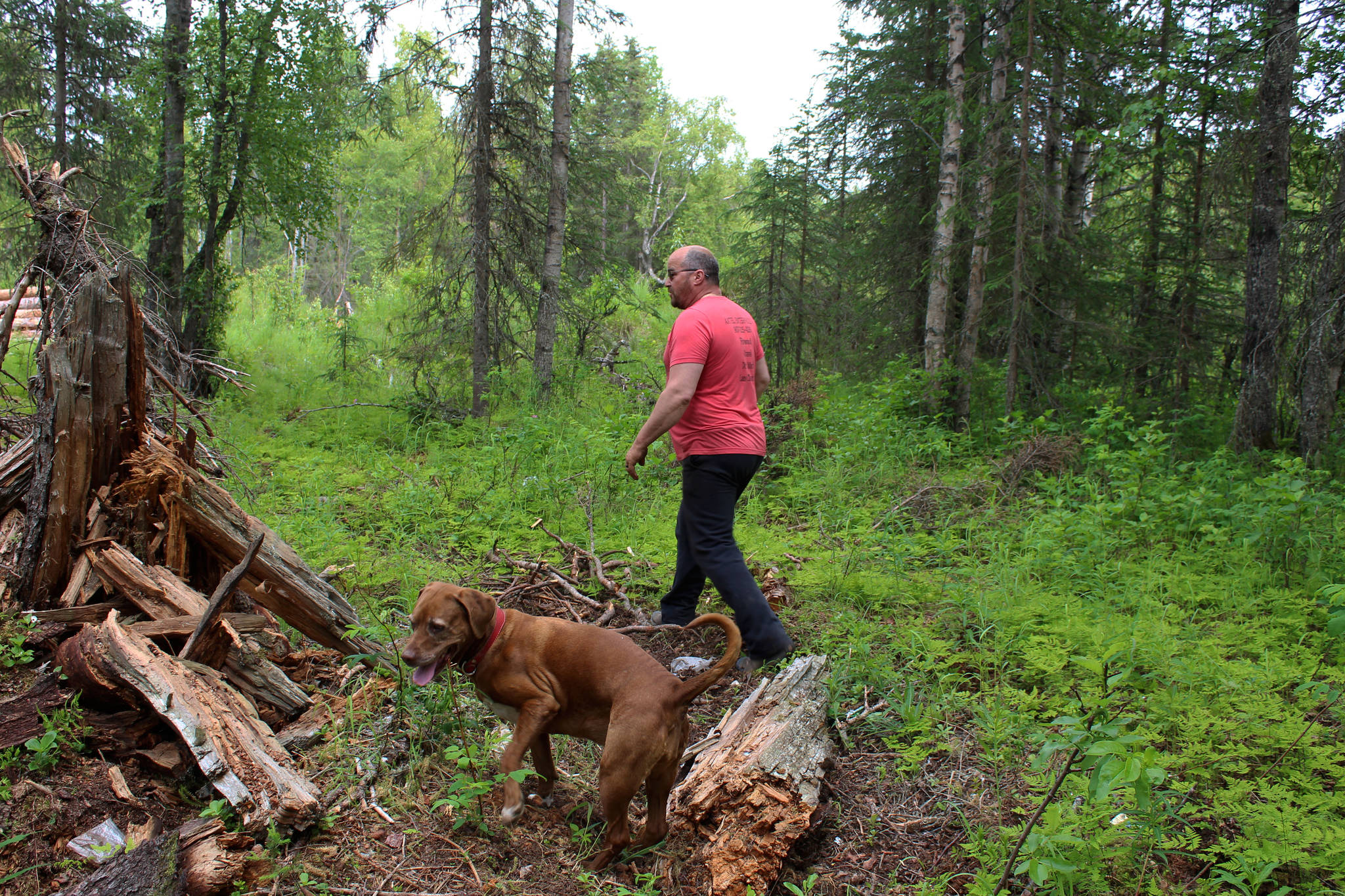 Walt Blauvelt and his dog Goldie walk through trees near the Central Peninsula Landfill on Thursday, July 1, 2021 near Soldotna, Alaska. (Ashlyn O’Hara/Peninsula Clarion)