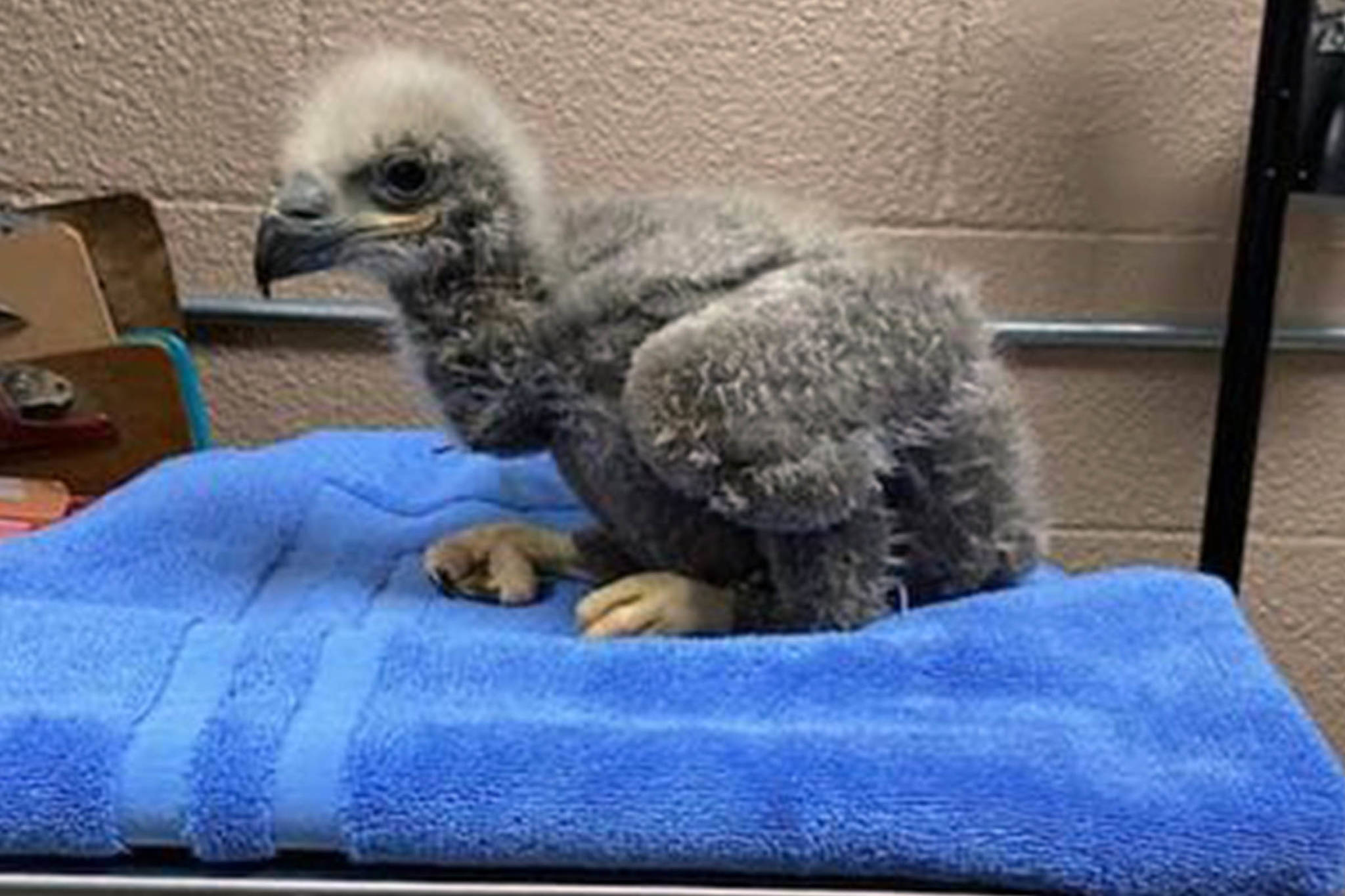 Courtesy Photo / Juneau Raptor Center
Volunteers from the Juneau Raptor Center cared for this eaglet, who was found on the ground near Angoon and named Pearl. Local volunteers rescued the raptor and Alaska Seaplanes transported him to Juneau where volunteers fed him, administered fluids, and created a kennel with shredded paper to increase his comfort. Pearl is now at the Alaska Raptor Center in Sitka.