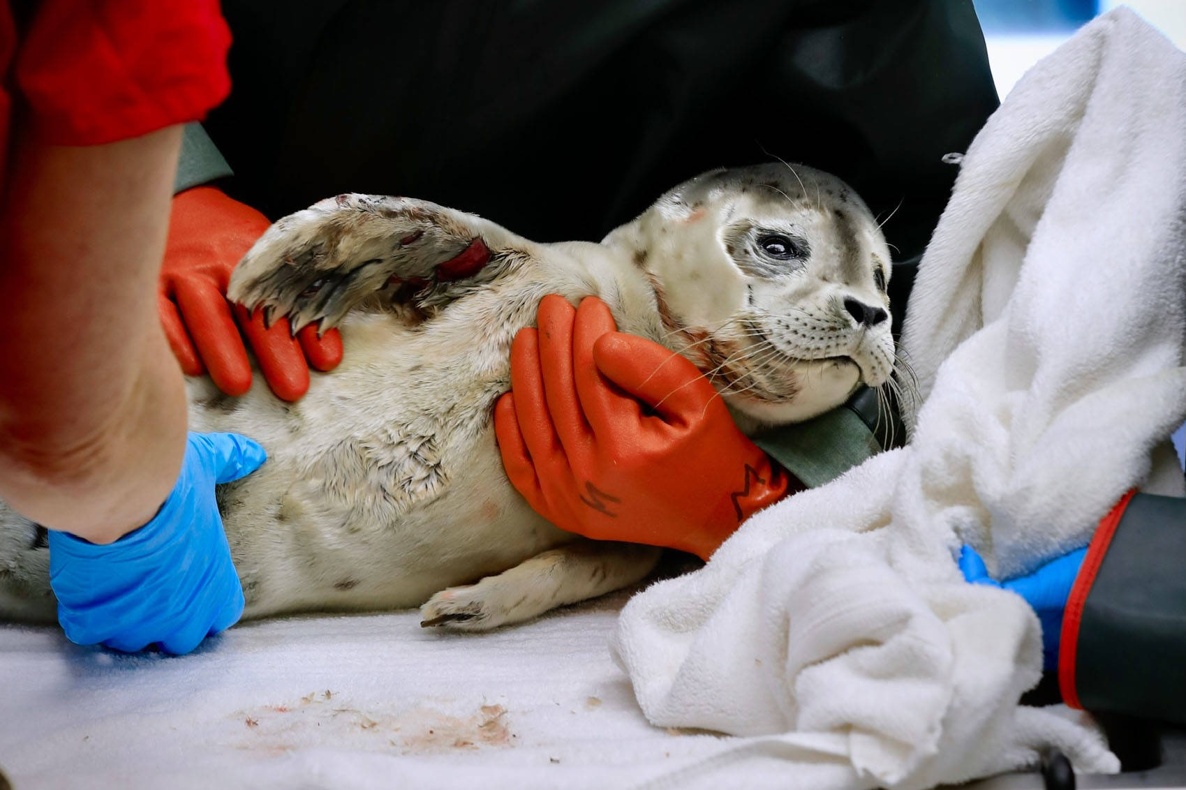 Alaska SeaLife Center
Rescuers assist an injured harbor seal pup on July 4. The pup was spotted in Resurrection Bay and taken to the Alaska SeaLife Center.
