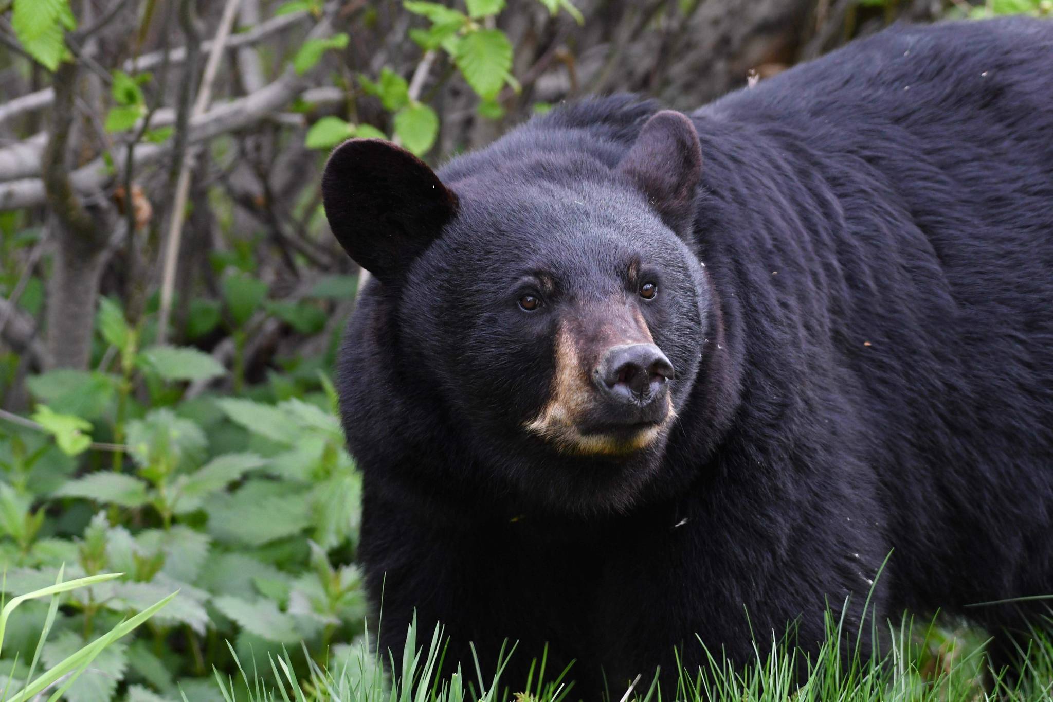 A telephoto lens helps capture this photo of a black bear on the Kenai Peninsula while keeping a safe distance. (Photo by C. Canterbury/Kenai National Wildlife Refuge)