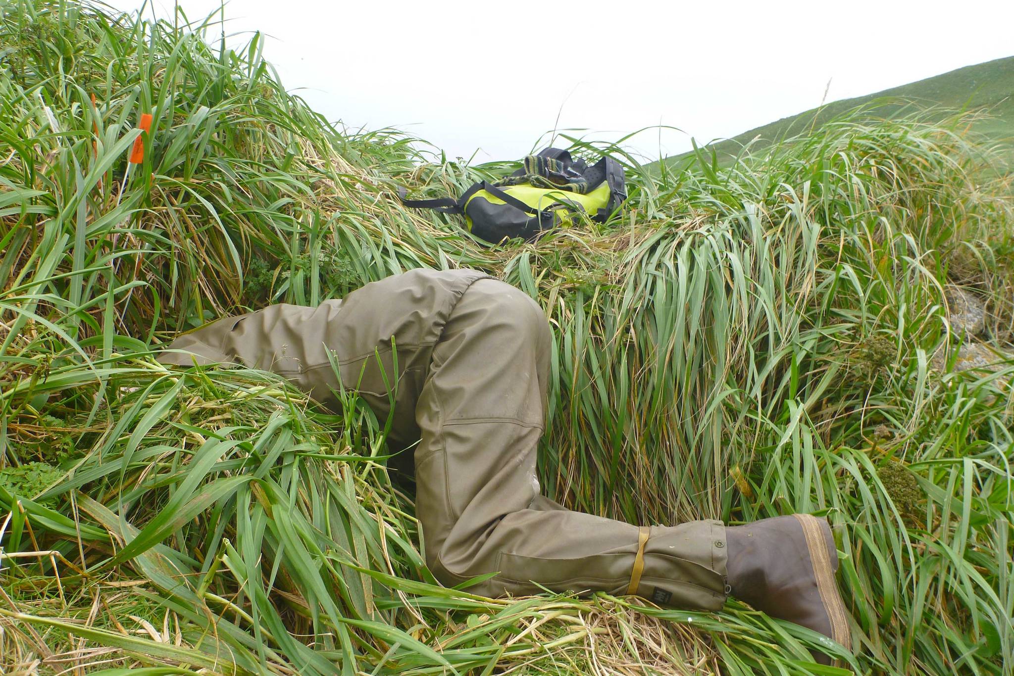 Biologist Daneil Rapp reaches way into a burrow to investigate its contents. (Photo by Sarah Youngren/USFWS)