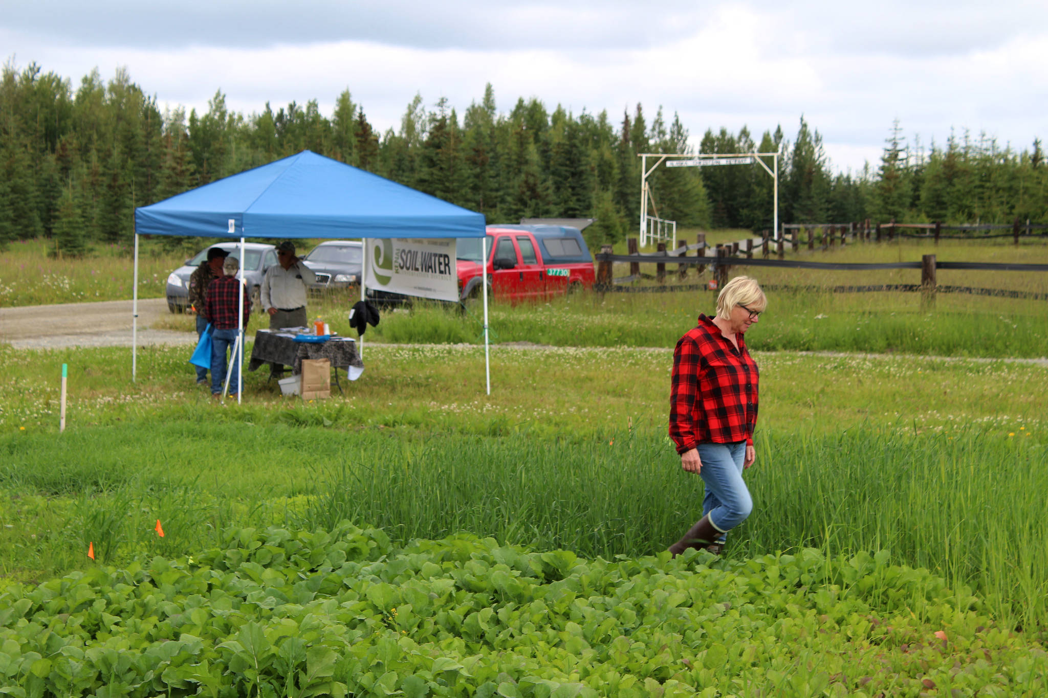 Kenai Soil Water Conservation District Manager Teri Diamond walks in a field near Sterling, Alaska on Friday, July 30, 2021. (Ashlyn O’Hara/Peninsula Clarion)
