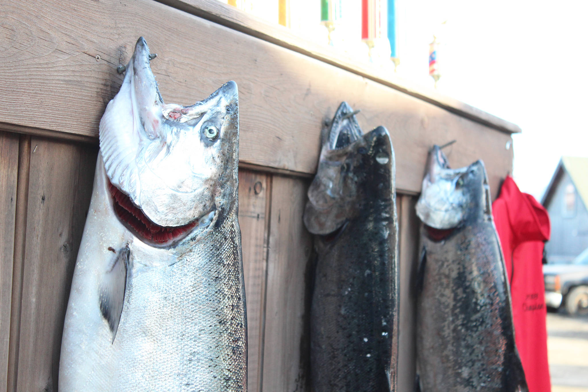 King salmon hang on a wall on March 24, 2018 on the Spit in Homer, Alaska. (Photo by Megan Pacer/Homer News)
