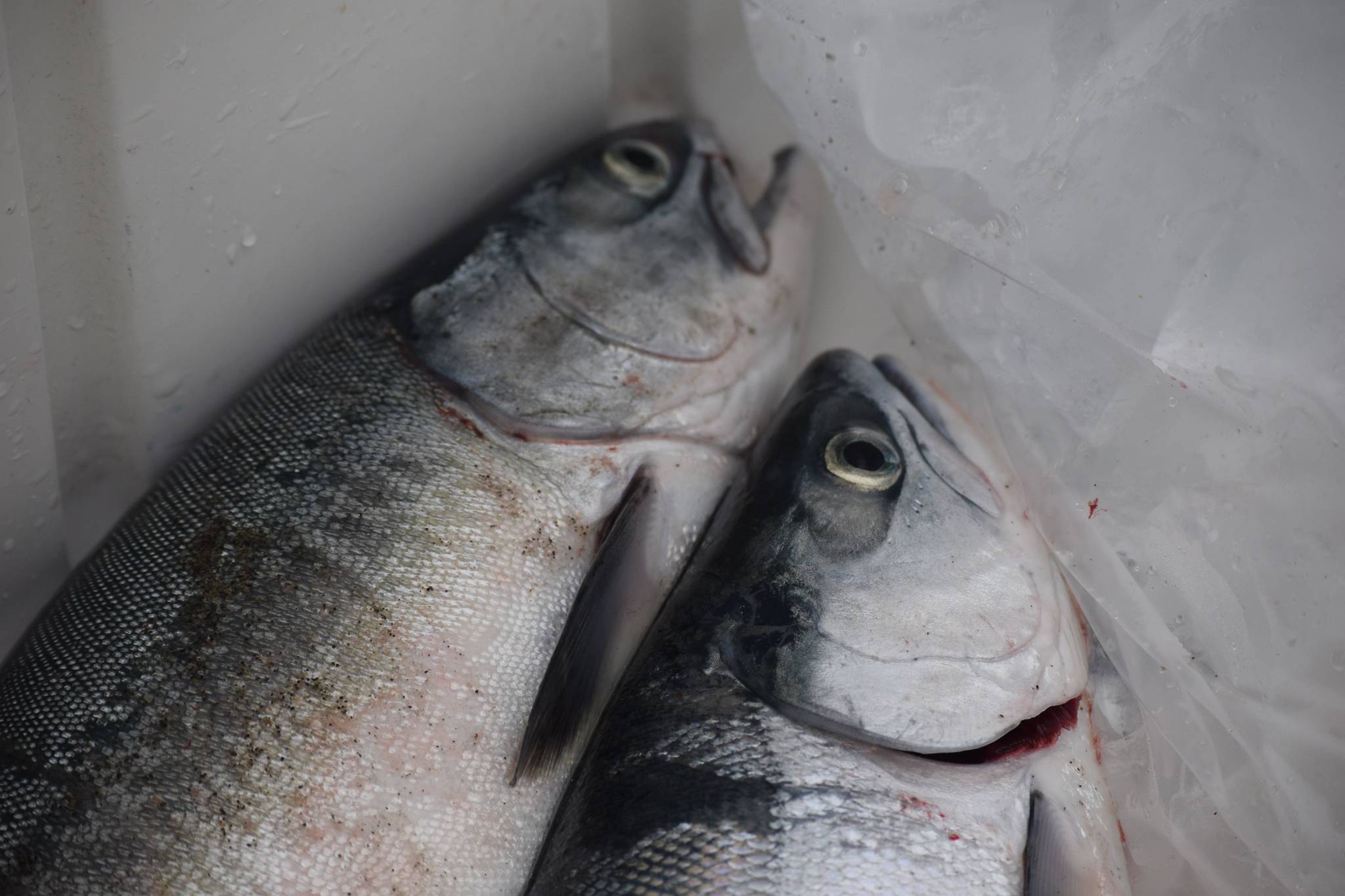 Salmon are preserved in a cooler by dipnetters on Saturday, July 10, 2021 in Kenai, Alaska. (Camille Botello / Peninsula Clarion)