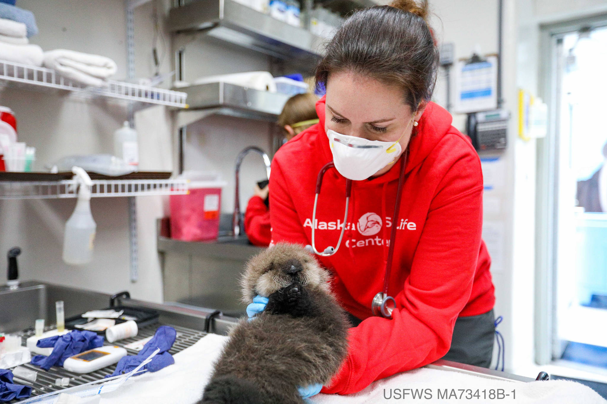 Kaiti Grant/Alaska SeaLife Center 
A rescued sea otter is given treatment at the Alaska SeaLife Center in Seward last week.