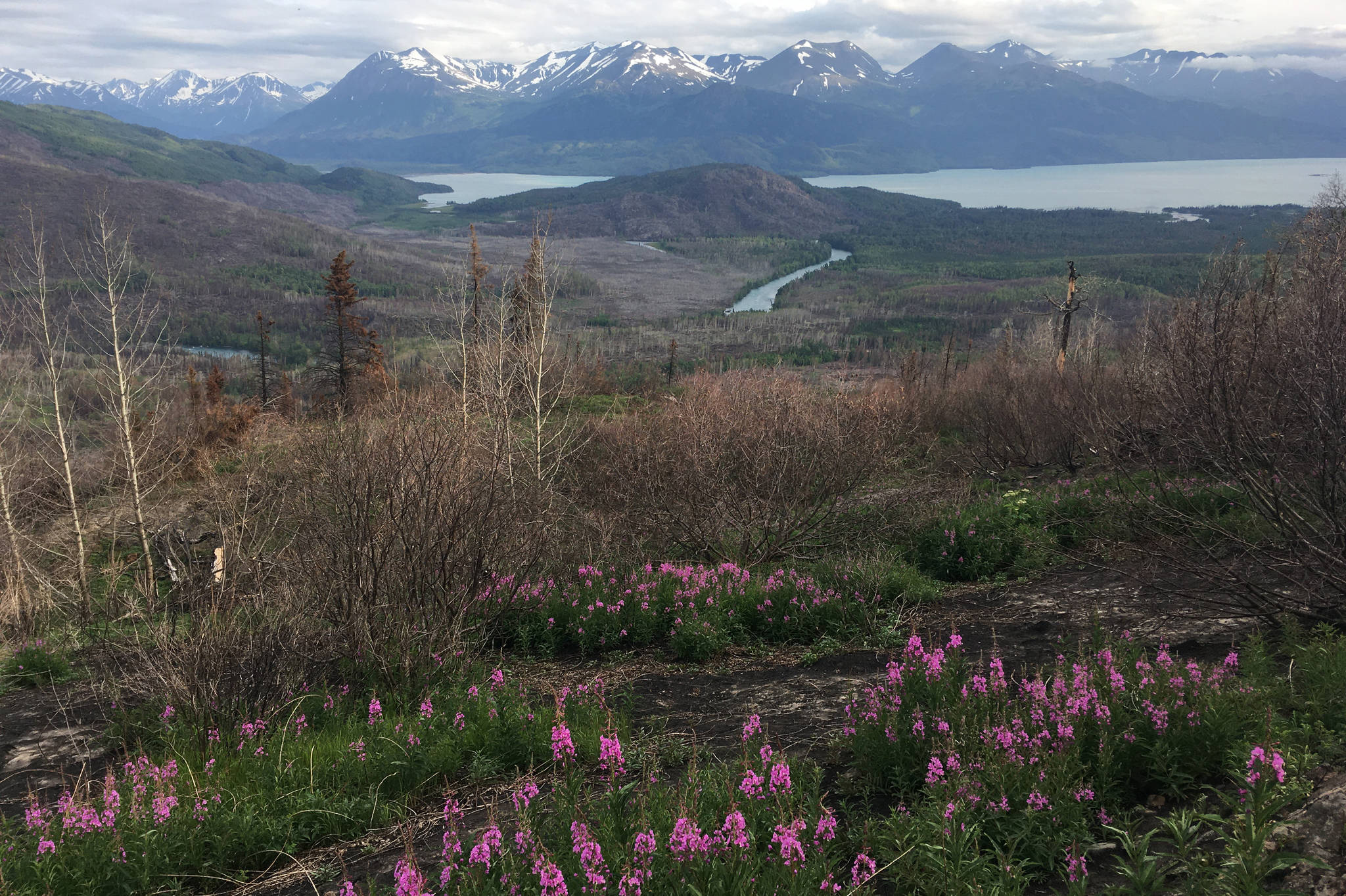Skilak Lake can be seen from Hideout Trail in the Kenai National Wildlife Refuge on July 5, 2020 in Alaska. (Photograph by Jeff Helminiak/Peninsula Clarion)