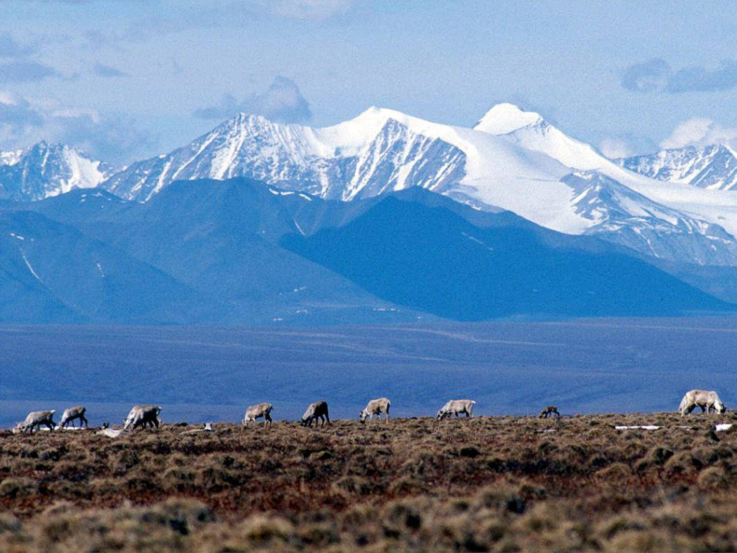 In this June 1, 2001 file photo Caribou graze in the Arctic National Wildlife Refuge in Alaska. U.S. District Judge Sharon Gleason, on Wednesday, Aug. 18, 2021, has thrown out the Trump administration’s approval for a massive oil project on Alaska’s North Slope, saying the federal review was flawed and didn’t include mitigation measures for polar bears. (AP Photo/File)