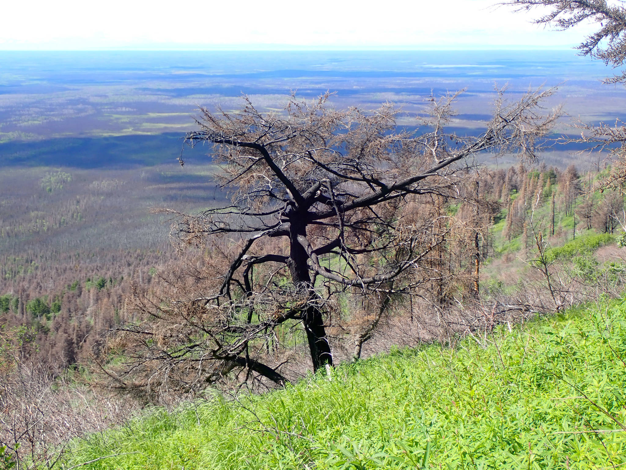 A mountain hemlock burned in the 2019 Swan Lake Fire, pictured June 29, 2021. (Photo by Matt Bowser/USFWS)