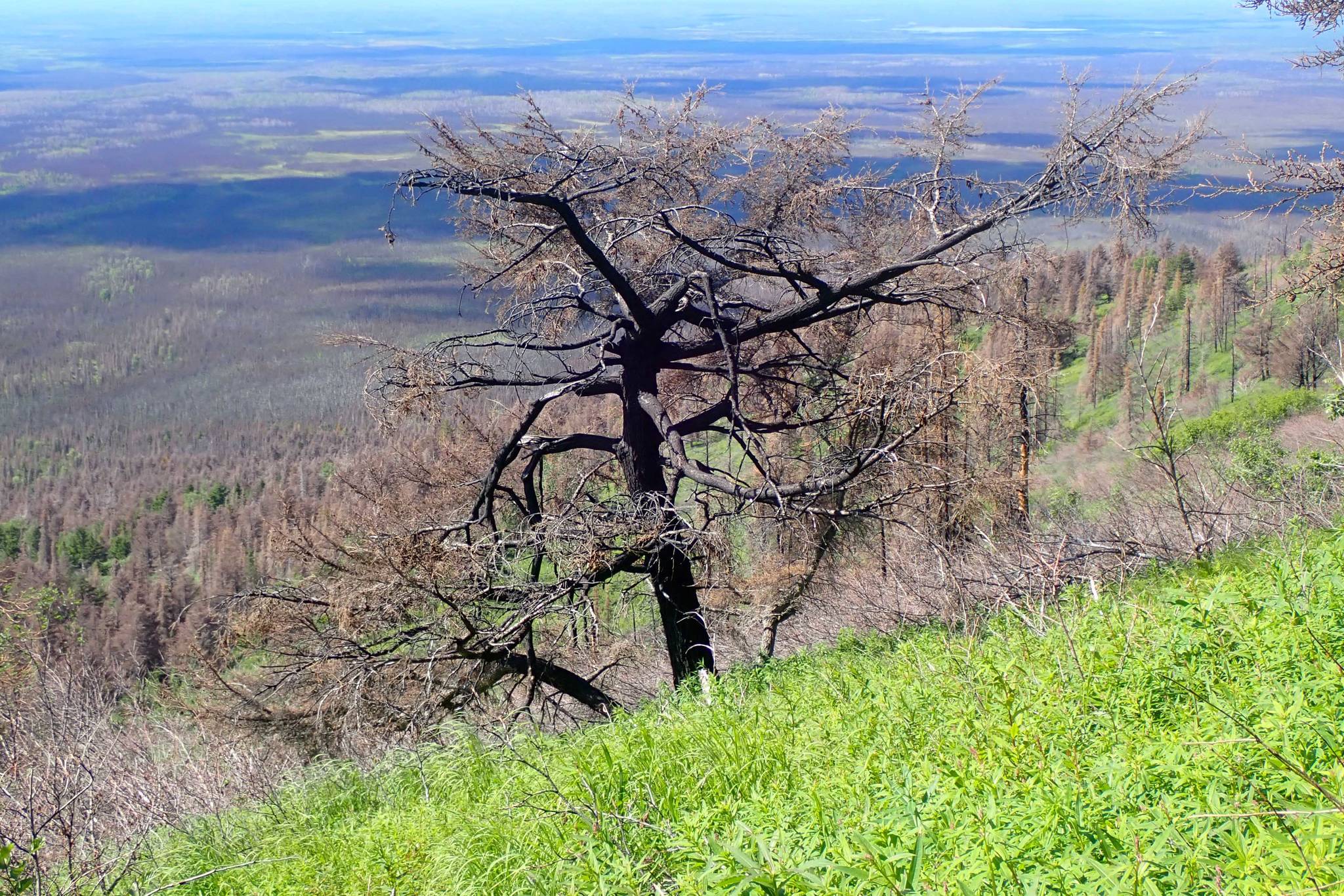 A mountain hemlock burned in the 2019 Swan Lake Fire, pictured June 29, 2021. (Photo by Matt Bowser/USFWS)