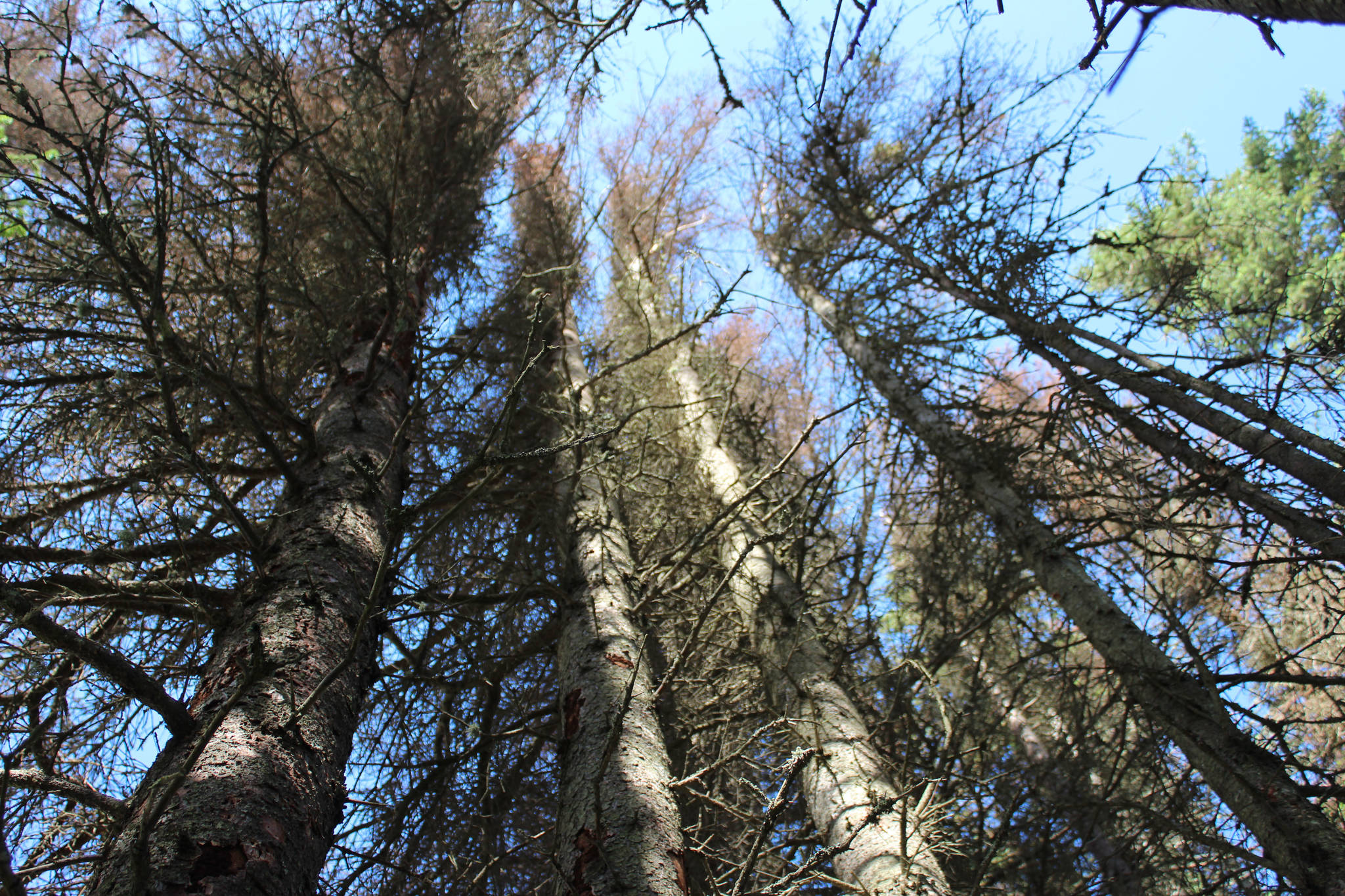 Spruce trees infested with beetles can be seen on July 2, 2021, in Kenai, Alaska. (Photo by Ashlyn O’Hara/Peninsula Clarion)