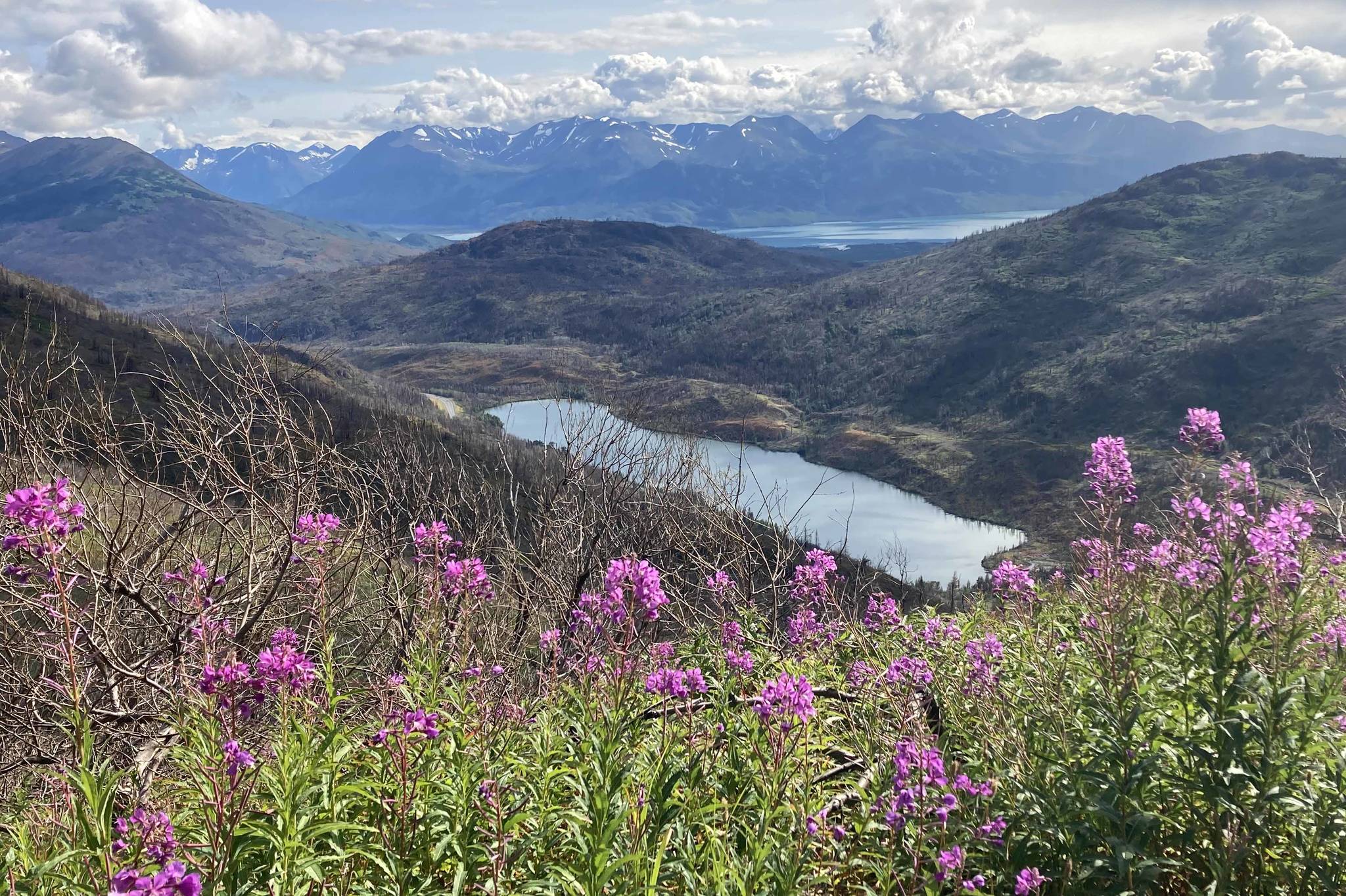 Fireweed blooms along the Skyline Trail on Aug. 13, 2021, on the Kenai Peninsula in Alaska. (Photo by Jeff Helminiak/Peninsula Clarion)