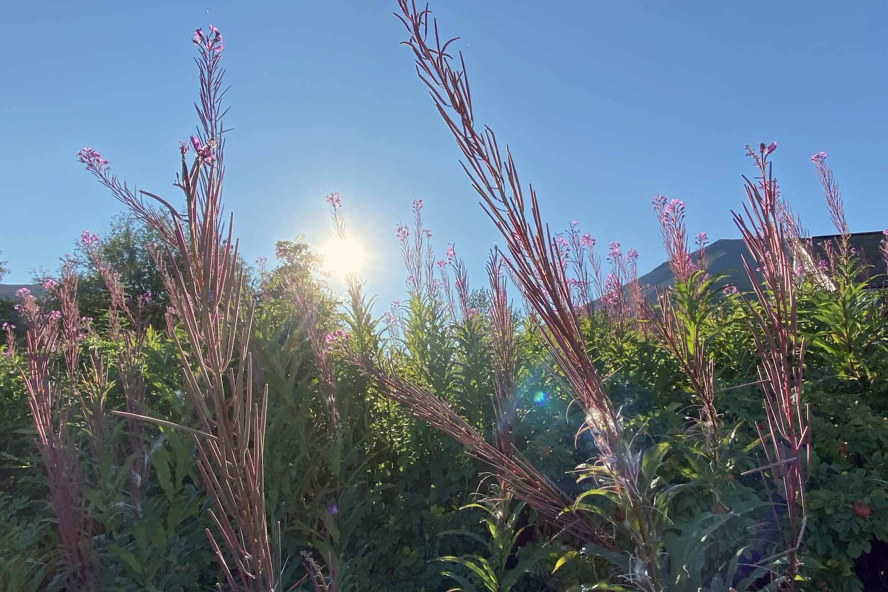 Fireweed in Seward, Alaska. (Photo by Kat Sorensen)