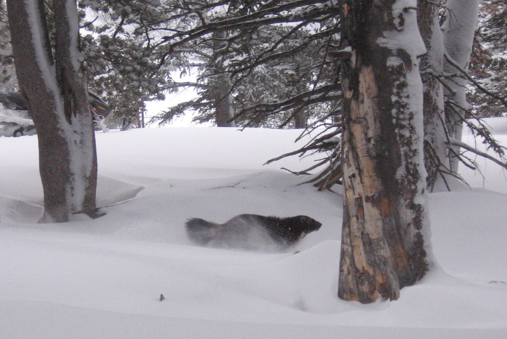 A radio-tagged wolverine moves across the Greater Yellowstone. (Photo by Kris Inman)