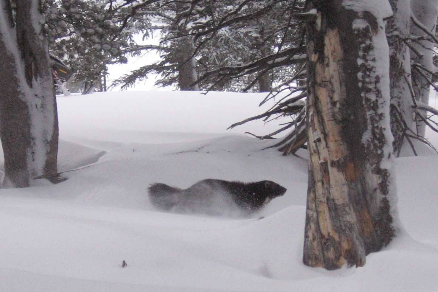 A radio-tagged wolverine moves across the Greater Yellowstone. (Photo by Kris Inman)