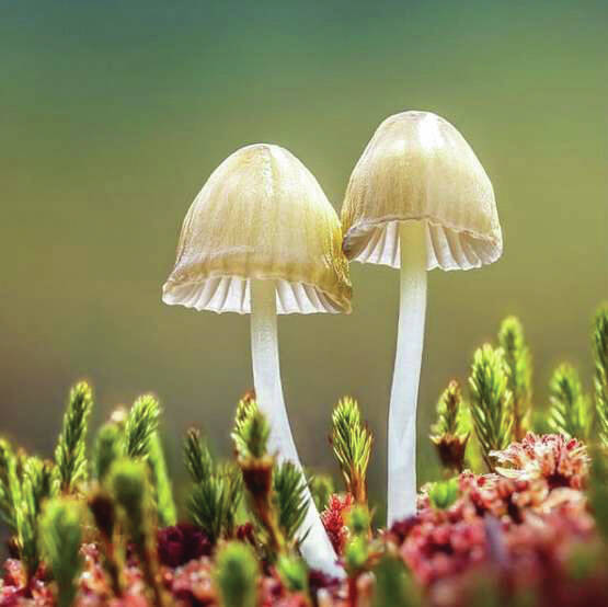 A still from “Fantastic Fungi,” showing at the 17th annual Homer Documentary Film Festival. (Photo provided)