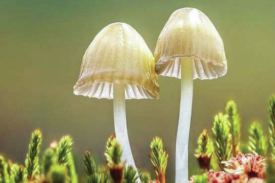A still from "Fantastic Fungi," showing at the 17th annual Homer Documentary Film Festival. (Photo provided)