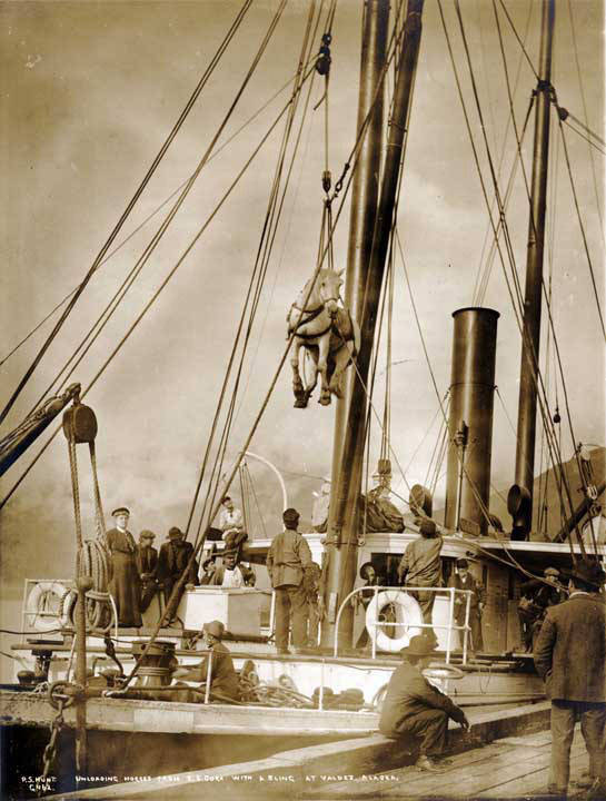 In this undated photo, a horse in a sling is unloaded from the S.S. Dora to the dock at Valdez harbor. (Alaska State Library photo collection)
