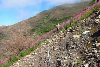 A visual picture of profound change in the alpine plant community post-2019 Swan Lake Fire. This picture is from 2021, two years after the fire. (Photo by Matt Bowser/USFWS)