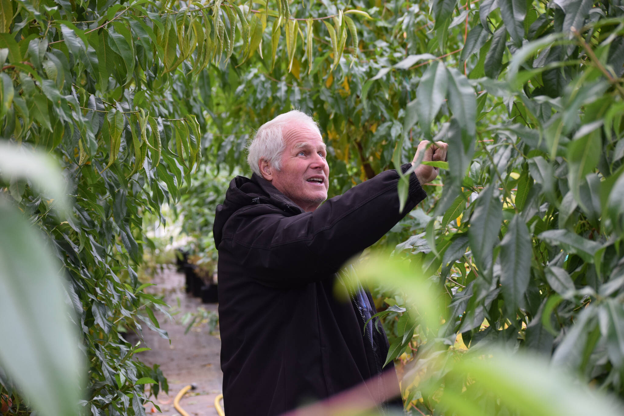 Mike O’Brien checks on his peaches at O’Brien Garden and Trees in Nikiski, Alaska on Saturday, Sept. 25, 2021. (Camille Botello/Peninsula Clarion)