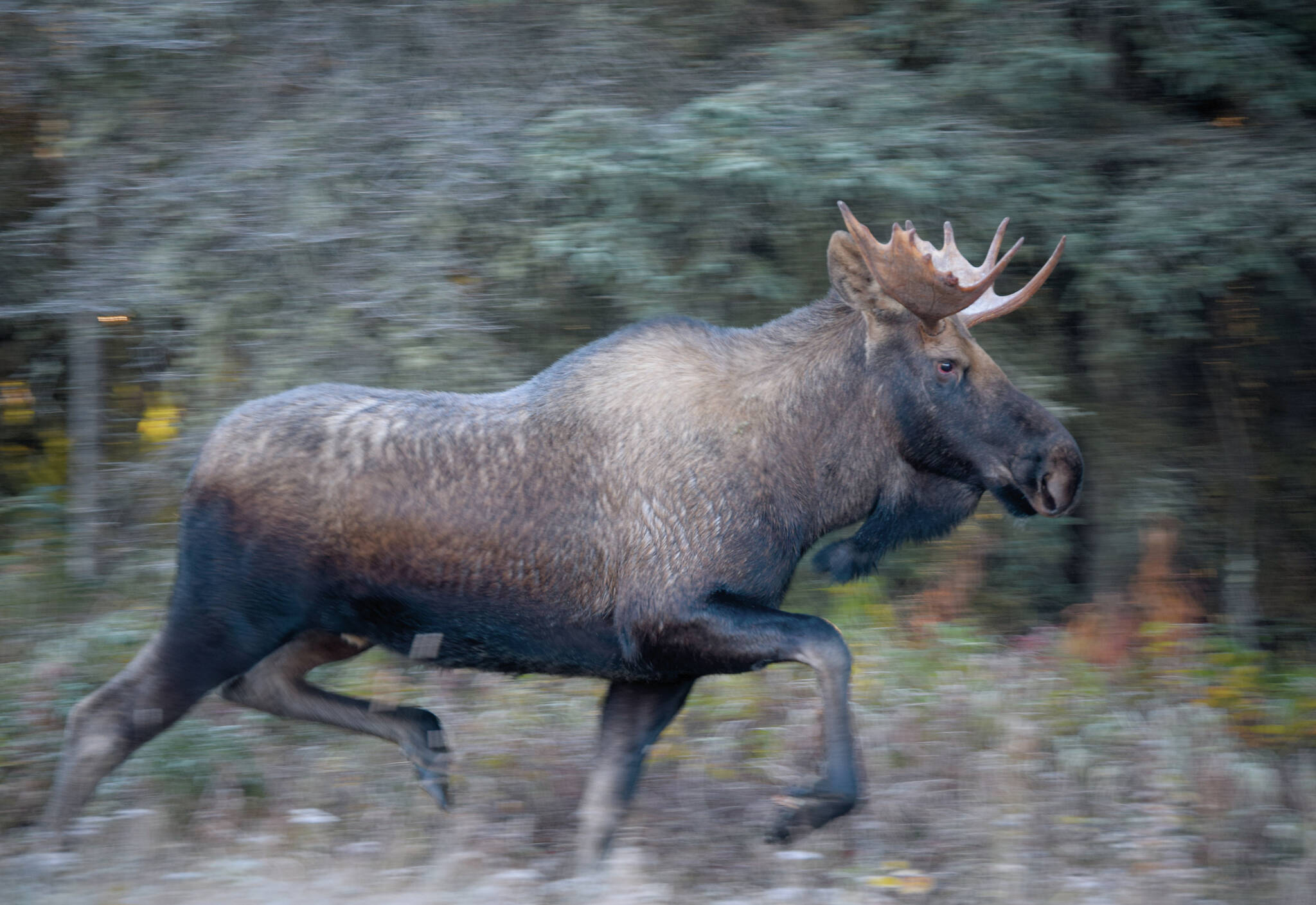 A moose darts into the forest on Beaver Loop Road in Kenai, Alaska, during the Kenai River Marathon on Sunday, Sept. 26, 2021. (Photo by Jeff Helminiak/Peninsula Clarion)