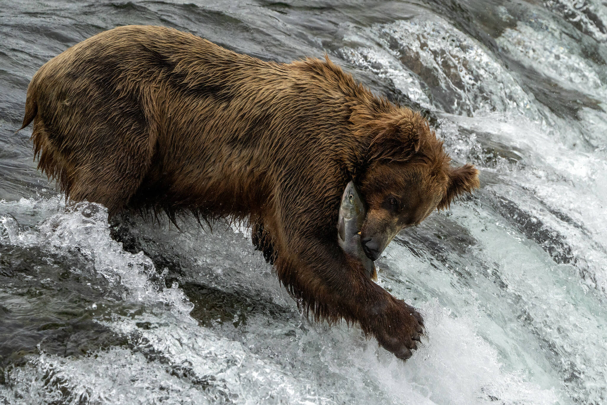 A bear feasts on the salmon run at Katmai National Park and Preserve on July 13, 2021. (Courtesy of Lian Law, National Parks Service)