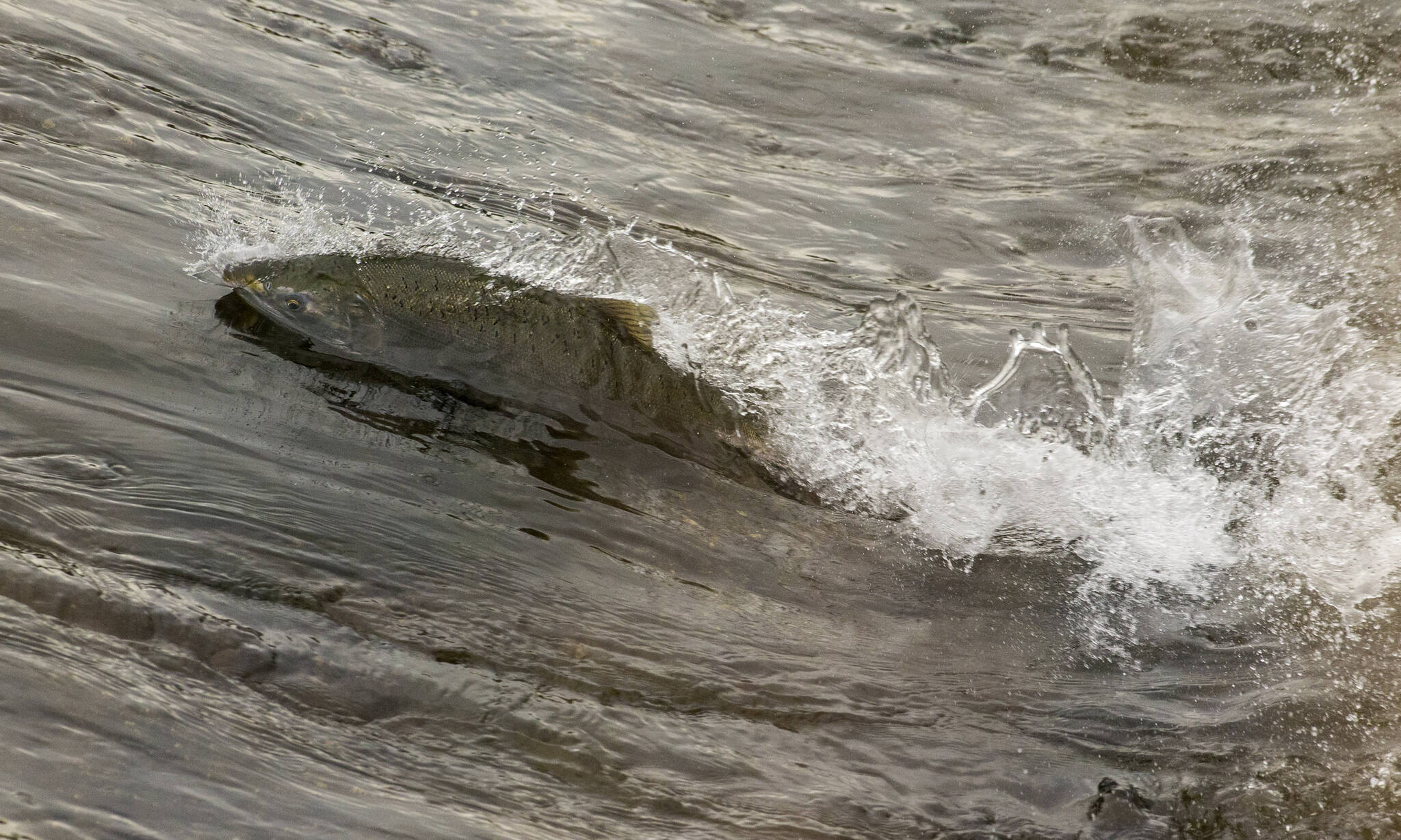 Chinook salmon jump and swim over a weir in the Cook Slough on Wednesday, Sept. 22, 2021 in Silvana, Washington. (Andy Bronson / The Herald)