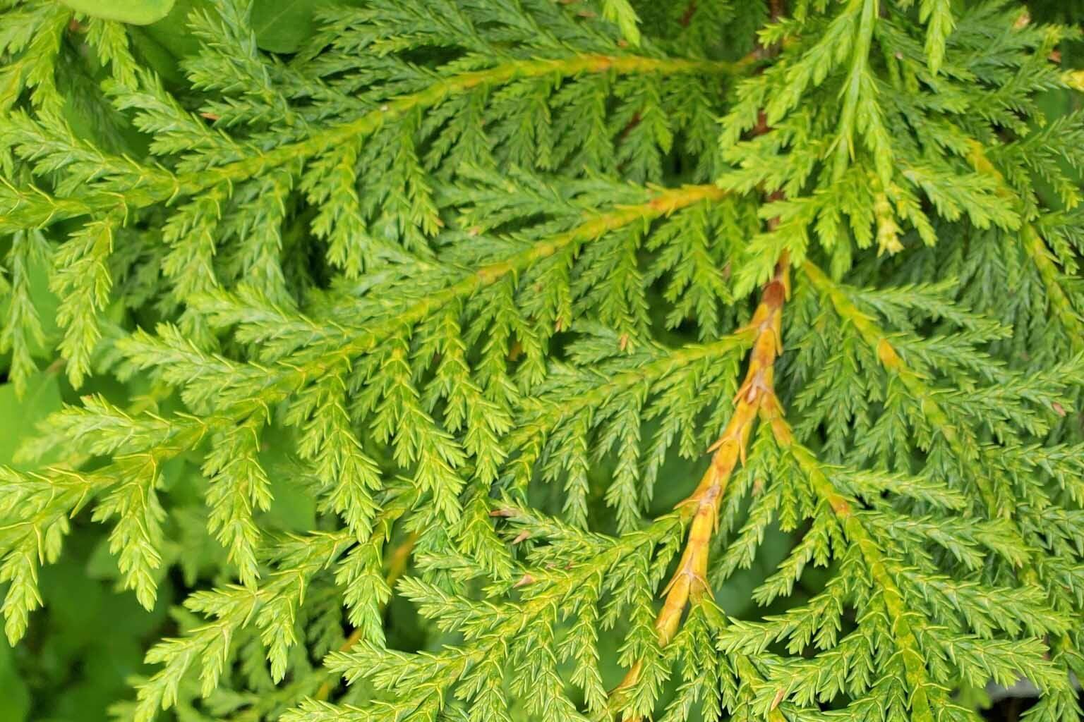 Scaly, pale green leaves of a yellow-cedar near Sitka, Alaska. (Photo by M. Goff http://www.sitkanature.org/)