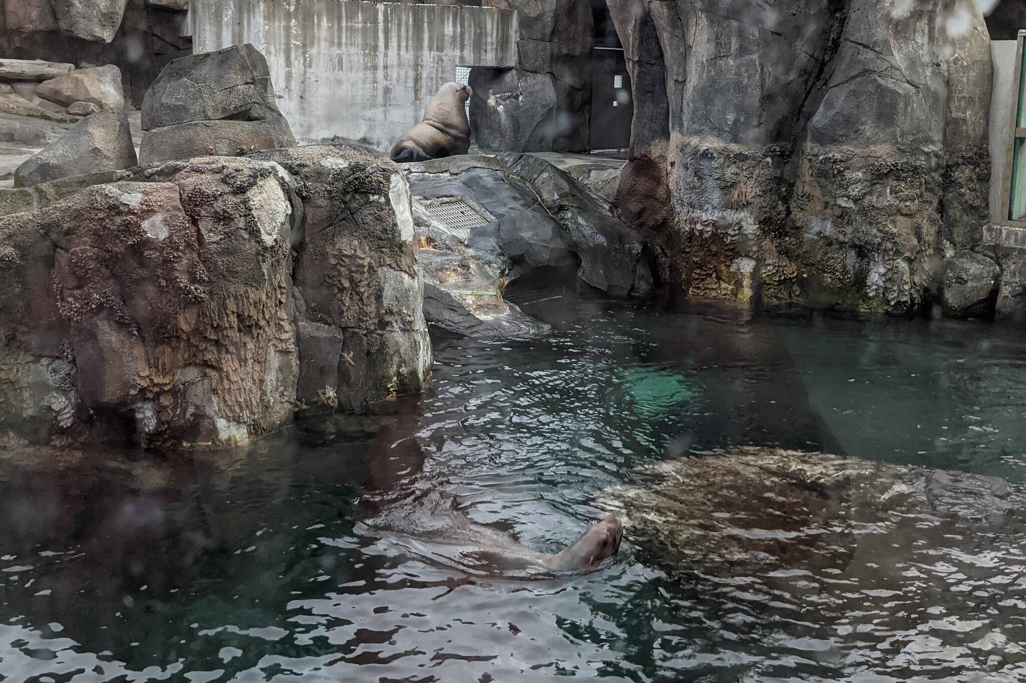 Steller Sea Lions can be seen in an enclosure at the Alaska SeaLife Center on Friday, Sept. 24, 2021, in Seward, Alaska. (Photo by Erin Thompson/Peninsula Clarion)