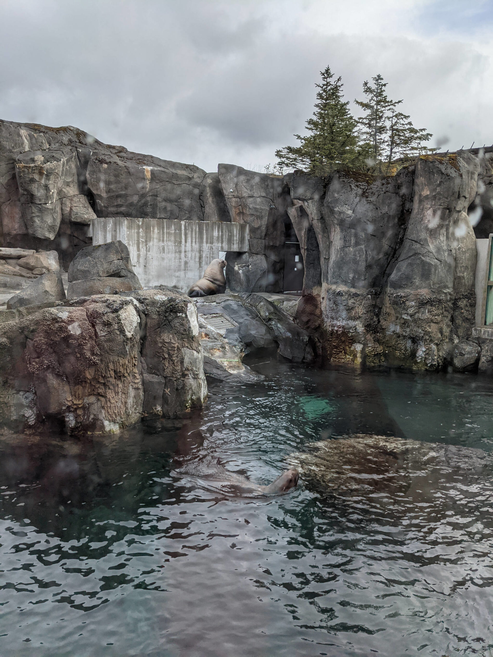 Steller Sea Lions can be seen in an enclosure at the Alaska SeaLife Center on Friday, Sept. 24, 2021, in Seward, Alaska. (Photo by Erin Thompson/Peninsula Clarion)