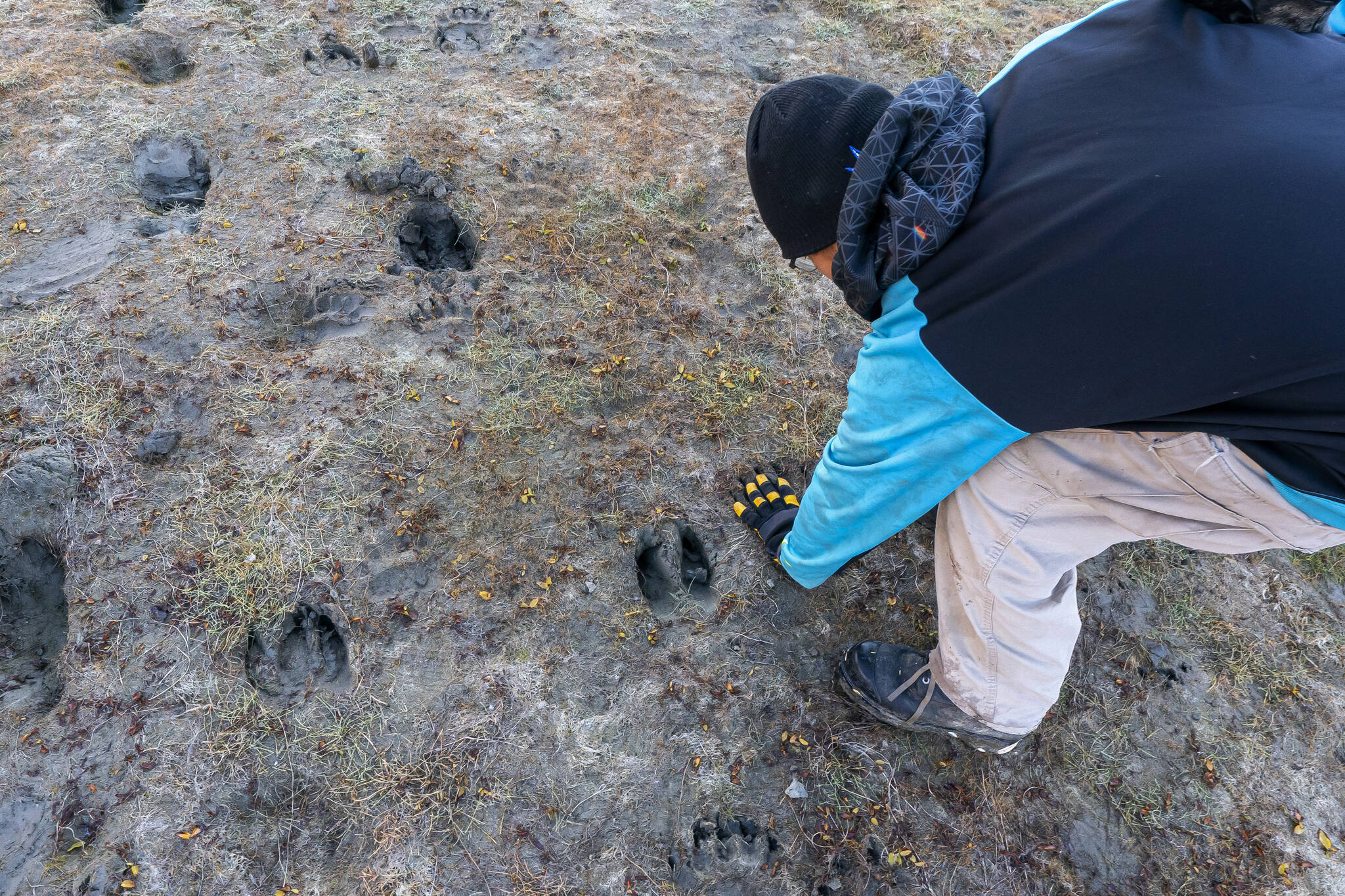 Michael Williams uses his hand to measure bear and moose tracks on Thursday, Sept. 16, 2021, near Stevens Village, Alaska. For the first time in memory, both king and chum salmon have dwindled to almost nothing and the state has banned salmon fishing on the Yukon. The remote communities that dot the river and live off its bounty are desperate and doubling down on moose and caribou hunts in the waning days of fall. (AP Photo/Nathan Howard)