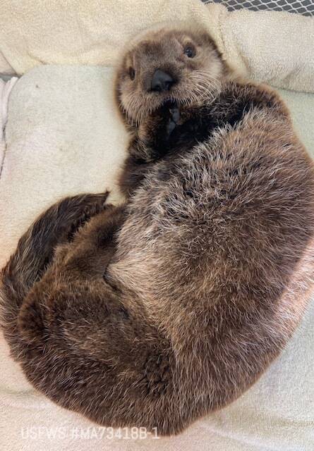 Photo courtesy Alaska SeaLife Center
A male sea otter from Kasilof admitted to the Alaska SeaLife Center’s Wildlife Response Program.